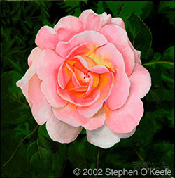 pink rose, © 2002 Stephen O'Keefe