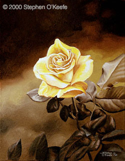 yellow rose, © 2000 Stephen O'Keefe